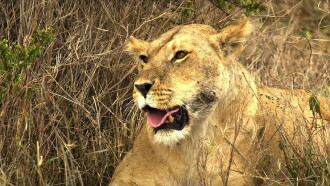 Serengeti: Nature's Greatest Journey Trailer