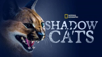 Shadow Cats Trailer