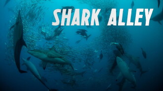 Shark Alley Trailer