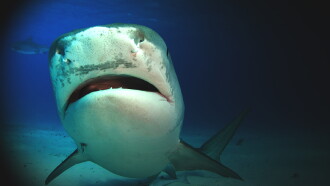 Shark Attack Experiment Live Trailer