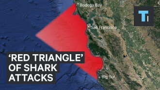 Shark Battleground: Red Triangle Trailer