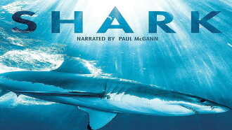 Shark Trailer