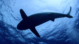 Shark Dive Trailer