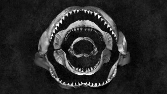 Shark Eat Shark Trailer