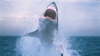 Shark Kill Zone: The Hunt Trailer