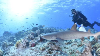 Shark Movers: Deadly Cargo Trailer