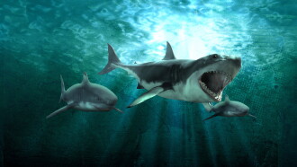 Shark Queens Trailer