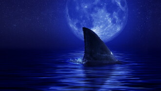 Shark Side of the Moon Trailer