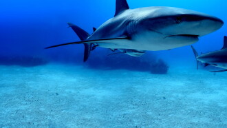 Shark Superpower Trailer