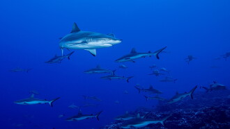 Shark Swarm Trailer