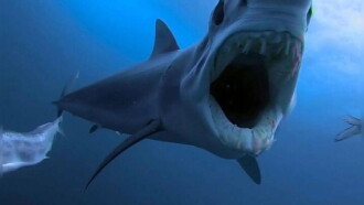 Shark Vs Predator Trailer