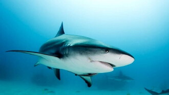 Shark vs. Predator Showdown Trailer