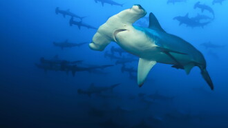 Sharkcano: Hawaii Trailer