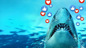 Sharks Gone Viral Trailer
