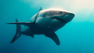Sharks (in 3D) Trailer