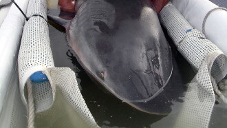 Sharks in the City: Bull Sharks in the Backyard Trailer