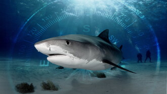 Sharks of the Bermuda Triangle Trailer