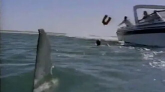 Shark's Paradise Trailer
