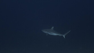 Sharks: Predators of the Deep Trailer