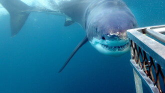 Sharks That Eat Everything Trailer