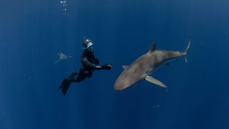 Sharks: The Secret Adventure Trailer