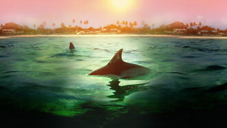 Sharks vs. Dolphins: Bahamas Battleground Trailer