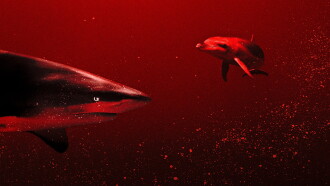 Sharks vs. Dolphins: Blood Battle Trailer