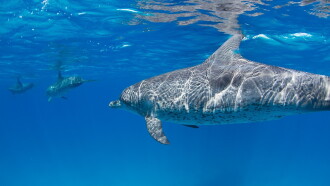 Sharks Vs. Dolphins: Face Off Trailer