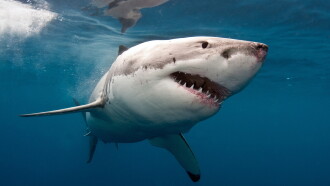Sharks vs. the World Trailer