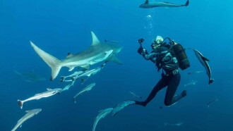 Sharkwise Trailer