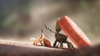 Shellfish Trailer