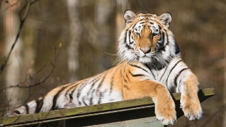 Siberian Tiger, The Secret Kingdom Trailer