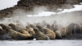 Siberia's Wild Year Trailer