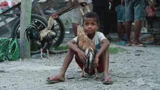 Sikat Subar - A Hidden Colorful Feather Trailer