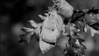 Skilled Insect Artisans Trailer