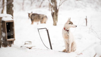 Sled Dogs Trailer