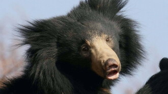 Sloth Bears: Birth of a Prince Trailer