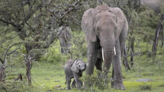 Small Elephant Trailer