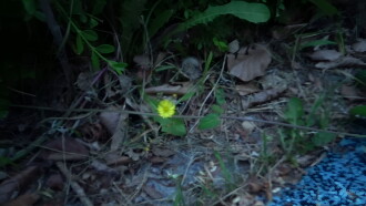 Small Flower Trailer