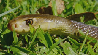 Snake Island: Wild & Deadly Trailer