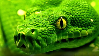 Snakes - Vorsicht: Schlangen Trailer