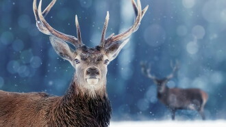 Snow Animals Trailer