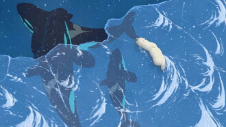 Snow Bear Trailer