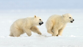 Snow Bears Trailer