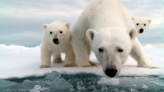 Snow Bears Trailer