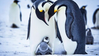 Snow Chick - A Penguin's Tale Trailer