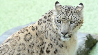 Snow Leopards and Friends Trailer
