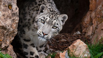 Snow Leopards and Friends Trailer