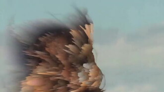 Soar Trailer