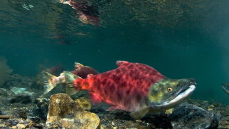 Sockeye Salmon. Red Fish Trailer